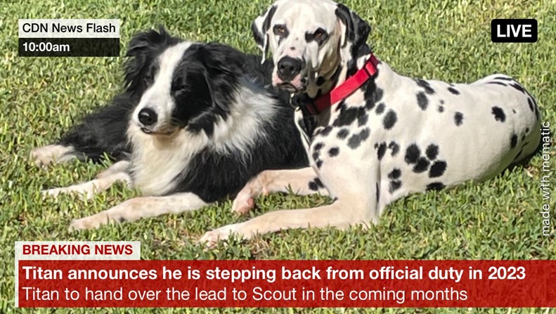 Newsflash Announcing that Titan will be handing over his therapy role to Scout and retiring at the end of 2023. Image shows a border collie (Titan) and a dalmation (Scout) lying together on the grass.